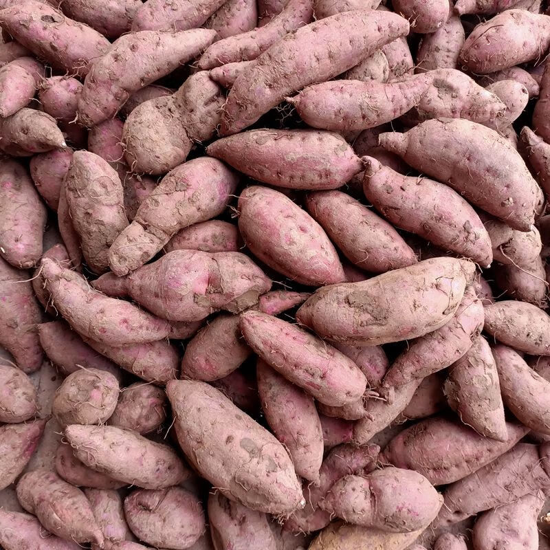 9斤渝紫红薯重庆紫心薯新鲜农家自种番薯山芋生地瓜263中紫薯