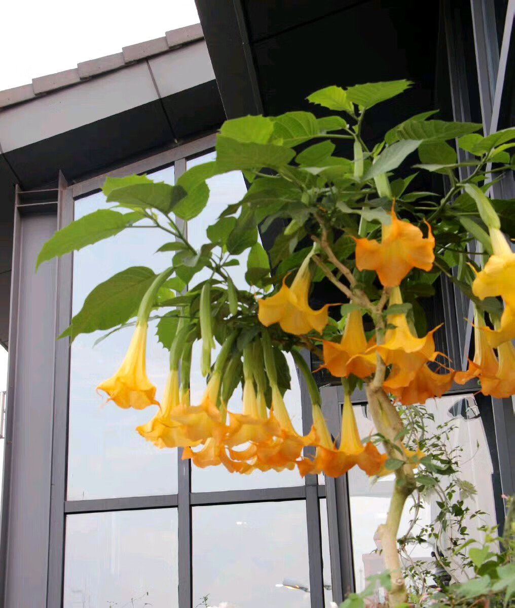 梦动木本曼陀罗花苗黄白粉色大喇叭花绿植盆栽地栽庭院花卉多年生植物