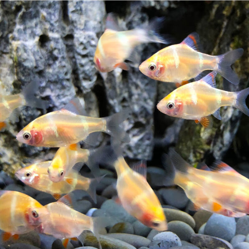 小型群游鱼好养三间虎皮活鱼淡水鱼金绿虎皮鱼热带观赏鱼 2cm金虎皮50