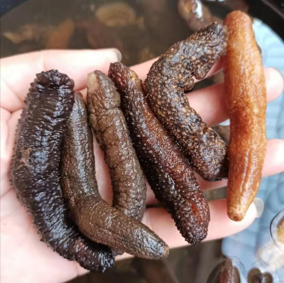 印尼野生白刺参刺秃参猪婆参白赤参海参干货淡干刺参 9年白刺参100g约