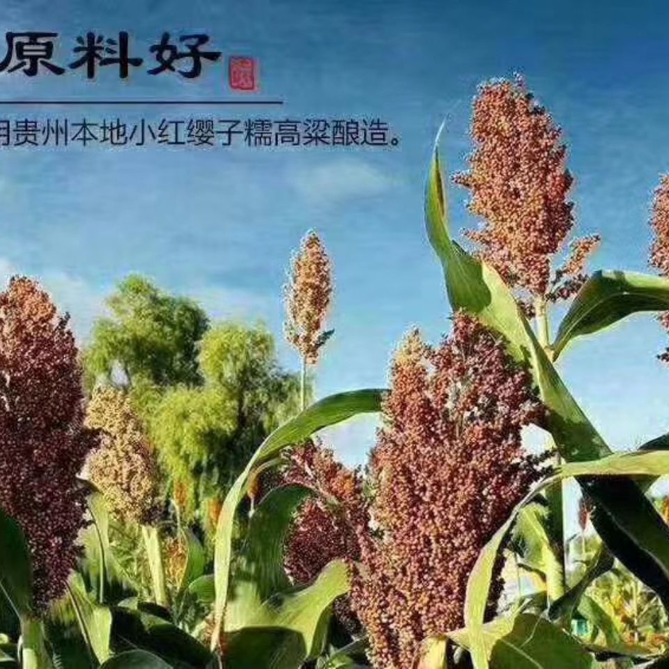 凯偲洽 梵净山酒 盛世2019款 贵州特产 山泉水酿造 酱香型 53度 纯粮