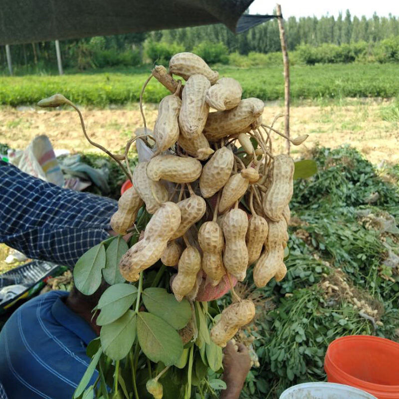 5zhe花生新鲜带壳湿带泥鲜花生红皮粉皮生可水煮现挖农家自种 5斤精选