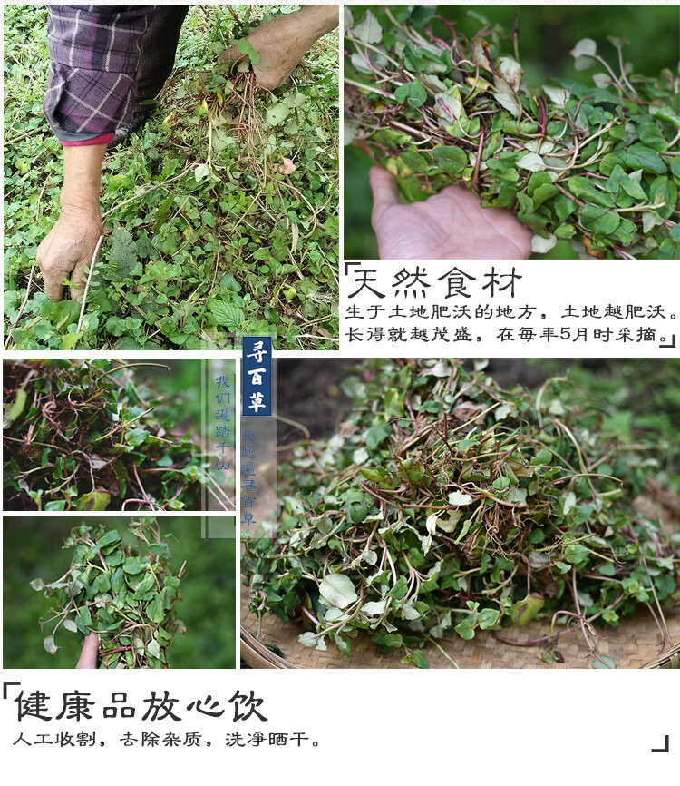 四川大叶金钱草干茶中药材金线草过路黄中草药375g【图片 价格 品牌