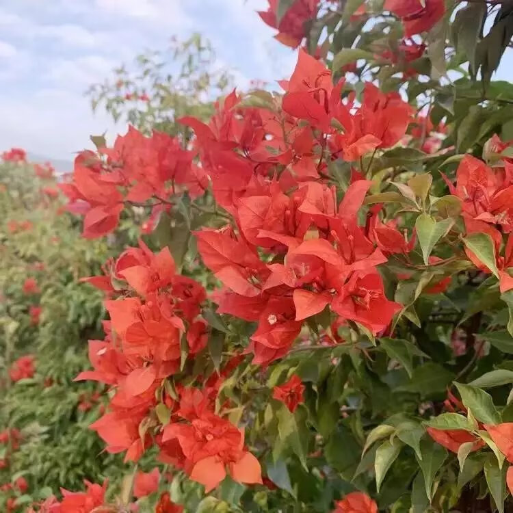 8，勤花重瓣三角梅盆栽植物花卉新品種玫瑰陽台庭院四季開花福建基地 金夫人 春夏新品5年2顆