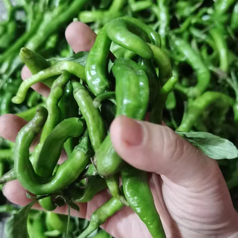德祥隆湖南生鲜蔬菜本地辣椒 特辣青椒 扯树辣椒 擂辣椒土辣椒 无皮香