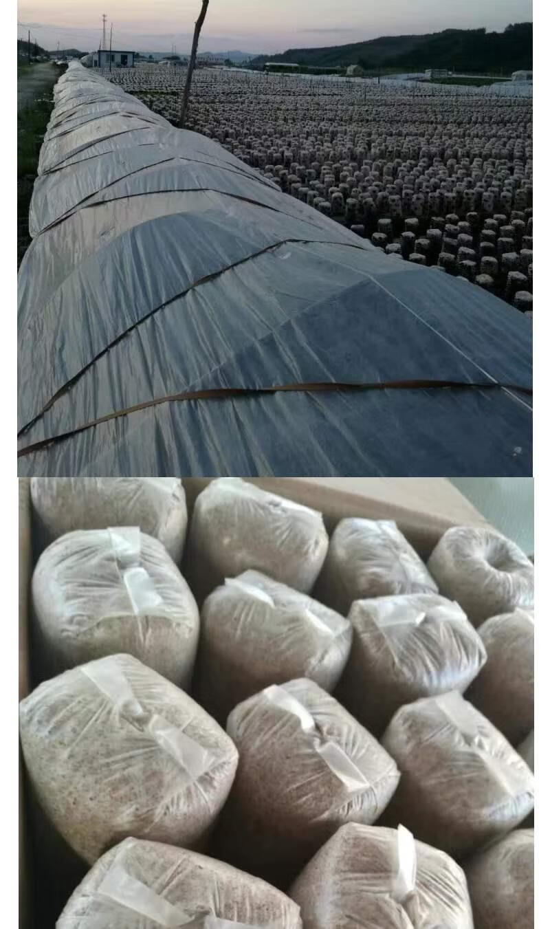米囹黑木耳菌种东北黑木耳菌包黑龙江木耳菌种栽培种