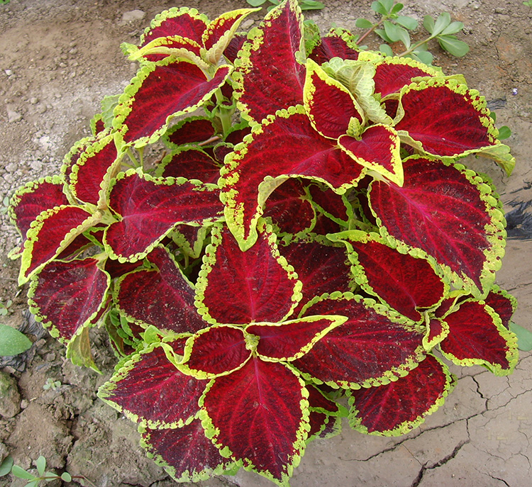 彩叶草种子四季播种春播花种子室内阳台盆栽易种花草植物花籽红色丝绒