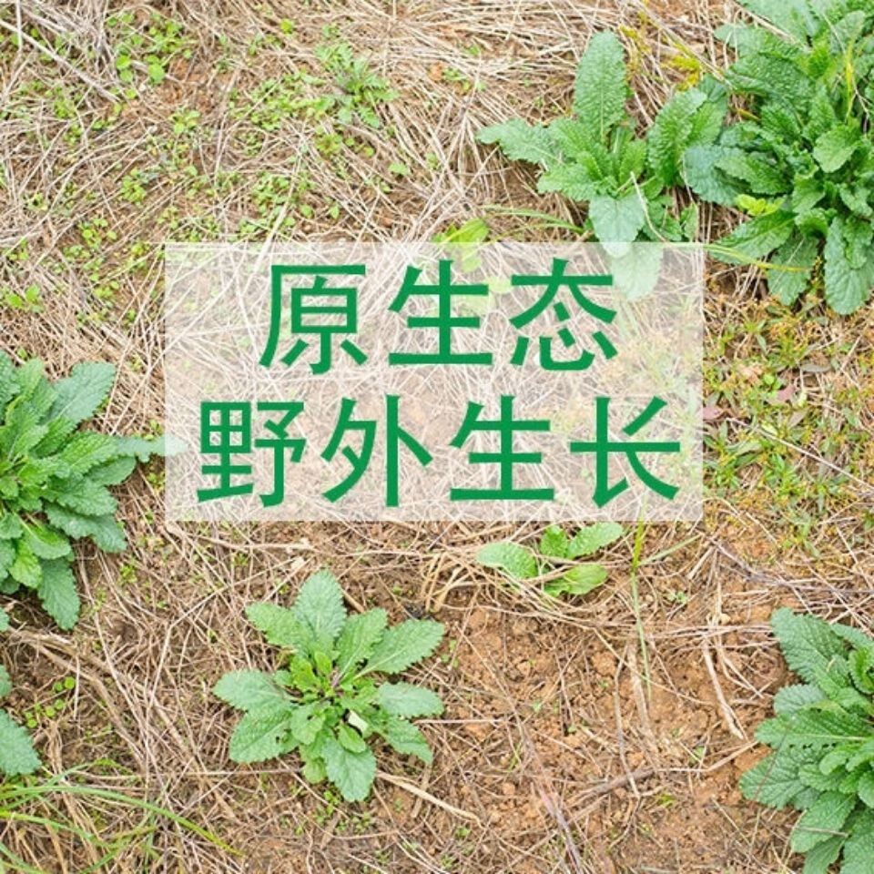 虧本賣啦家貨蛤蟆草幹品菜荔枝草整棵帶根癩蛤蟆草新鮮曬乾蛤蟆草品伊