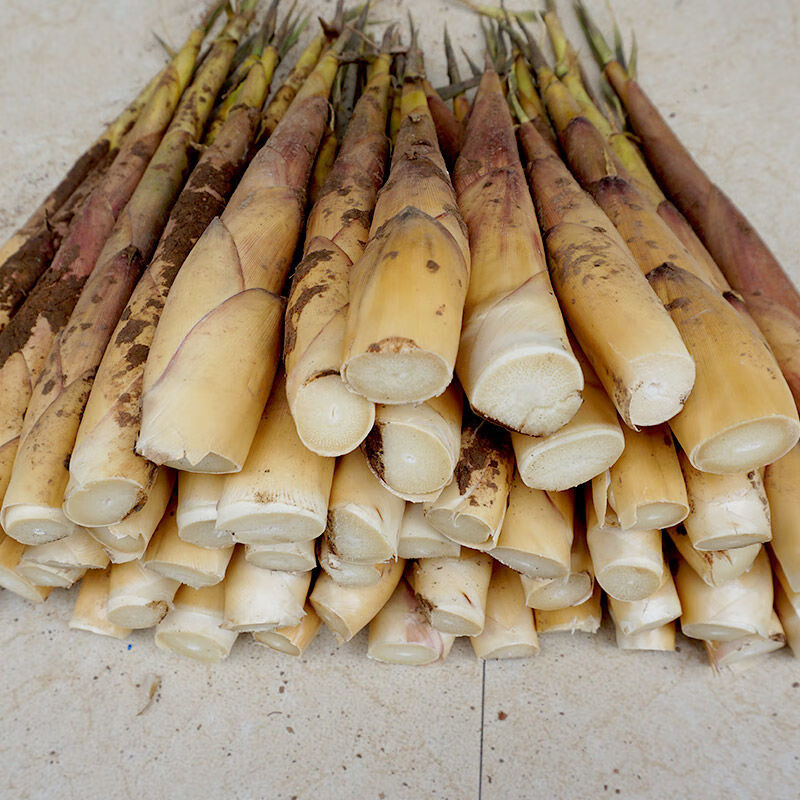 现发 野生新鲜苦笋四川乐山甜竹笋 春笋子苦竹笋嫩笋带壳 小笋4斤