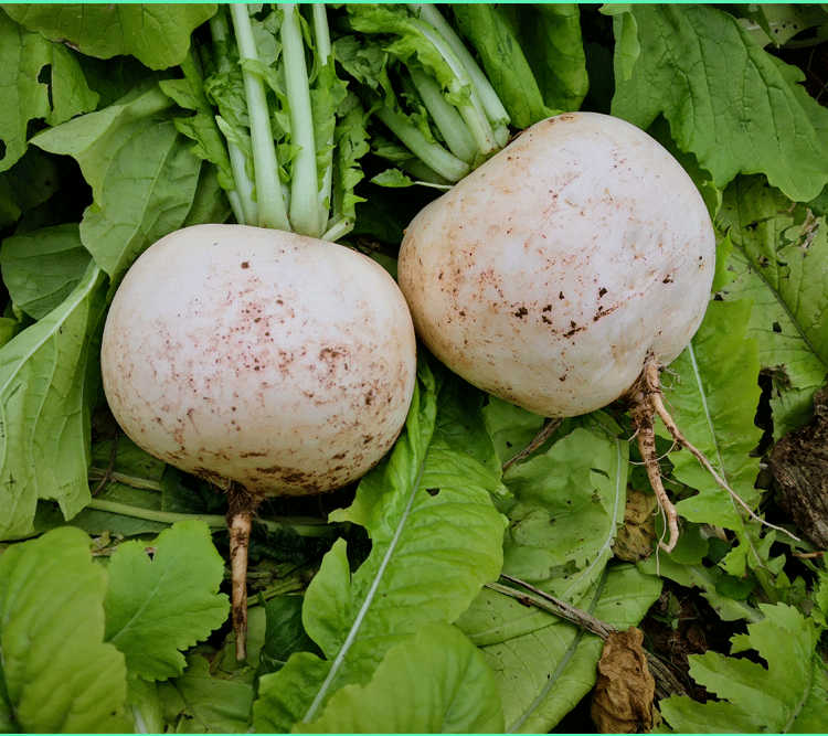 德鼎汇鲜四川农家自种新鲜圆白萝卜炖汤烧菜腌制萝卜干泡菜5斤3斤10斤