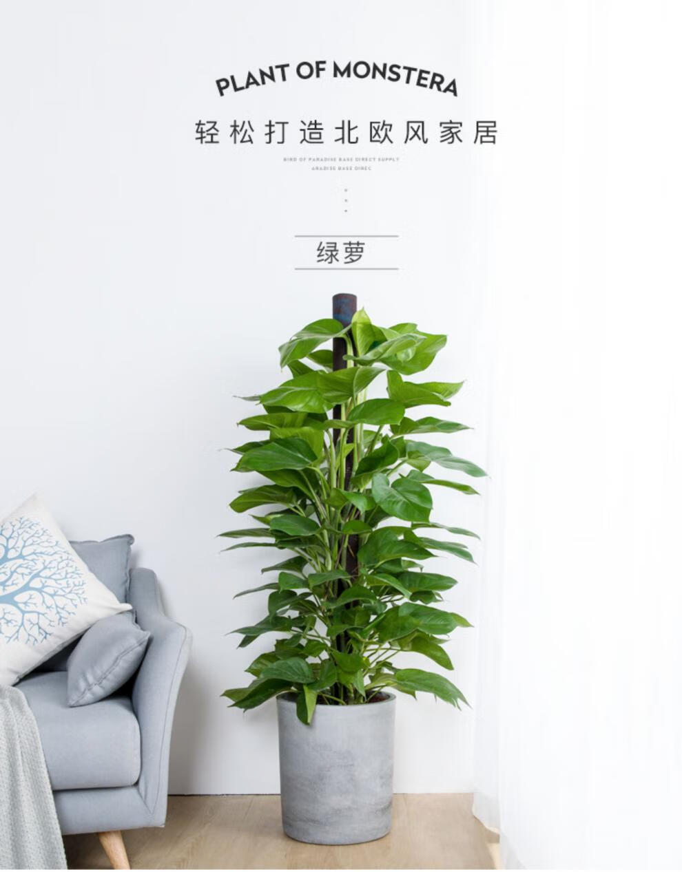 富贵叶绿萝柱盆栽室内植物办公室客厅绿植大叶绿萝柱大盆栽绿萝柱高约