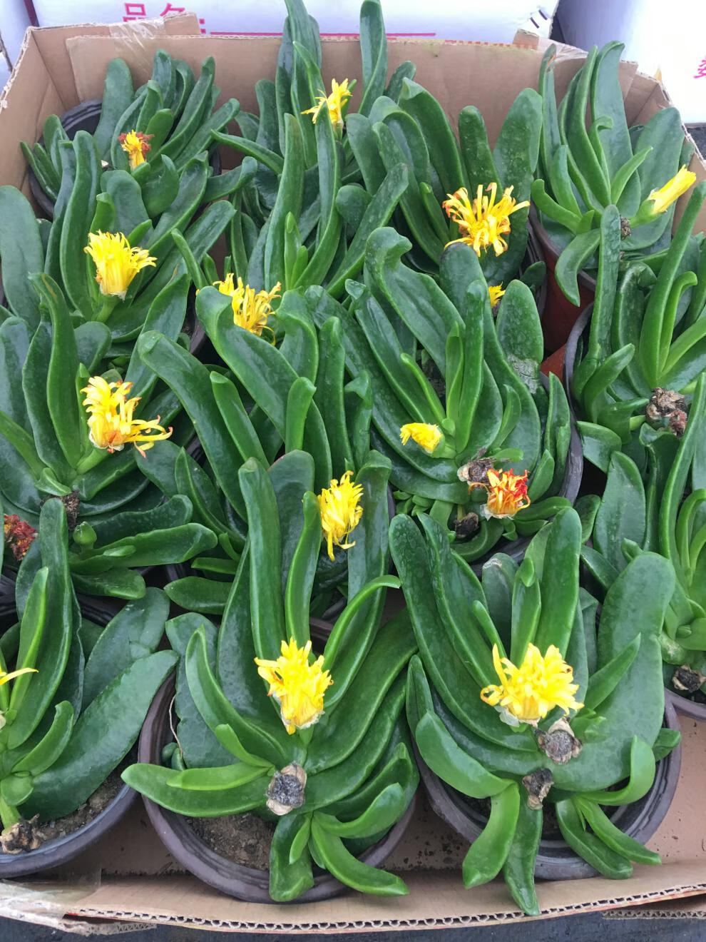 多肉植物佛手托金千佛手花金佛手宝绿花舌叶花室内盆栽佛手掌 一盆