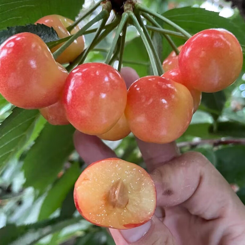 顺丰空运黄金车厘子大连樱桃雷尼尔黄樱桃国产车厘子jjjj车里子新鲜