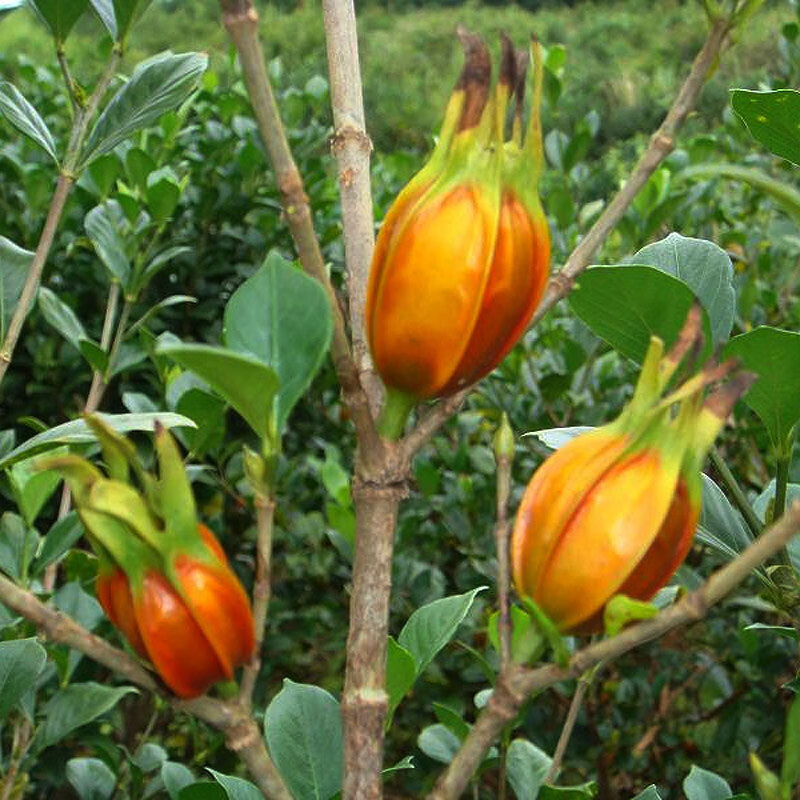 战长沙湖南高产黄栀子树苗红枝子山栀子苗传统中天然调色香料20公分