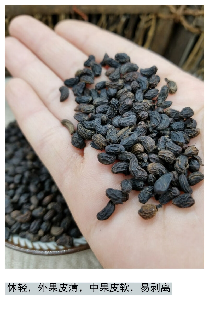 秦岭女贞子冬青籽袋泡茶500g