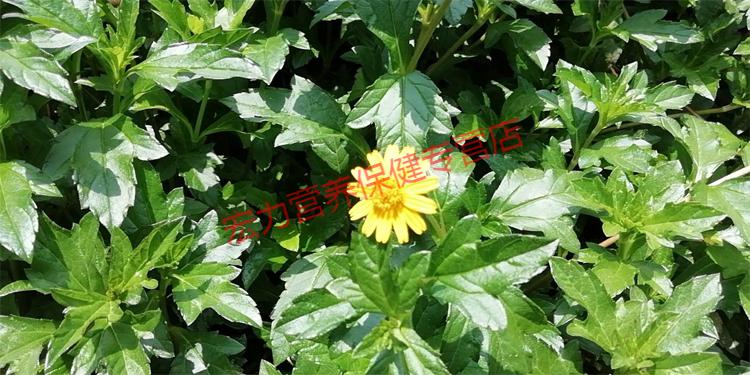 康中尊 野生蟛蜞菊 新鲜卤地菊 现采黄花龙舌草材蟛蜞草 500g