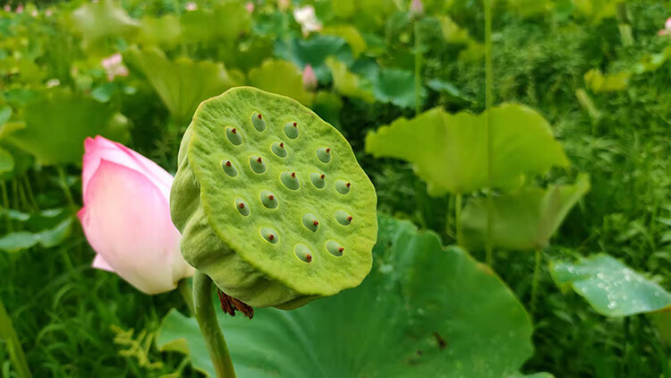 媚调 湖南新鲜莲蓬生吃煮粥煲汤嫩莲子米农家现采当季水果 4个小莲蓬