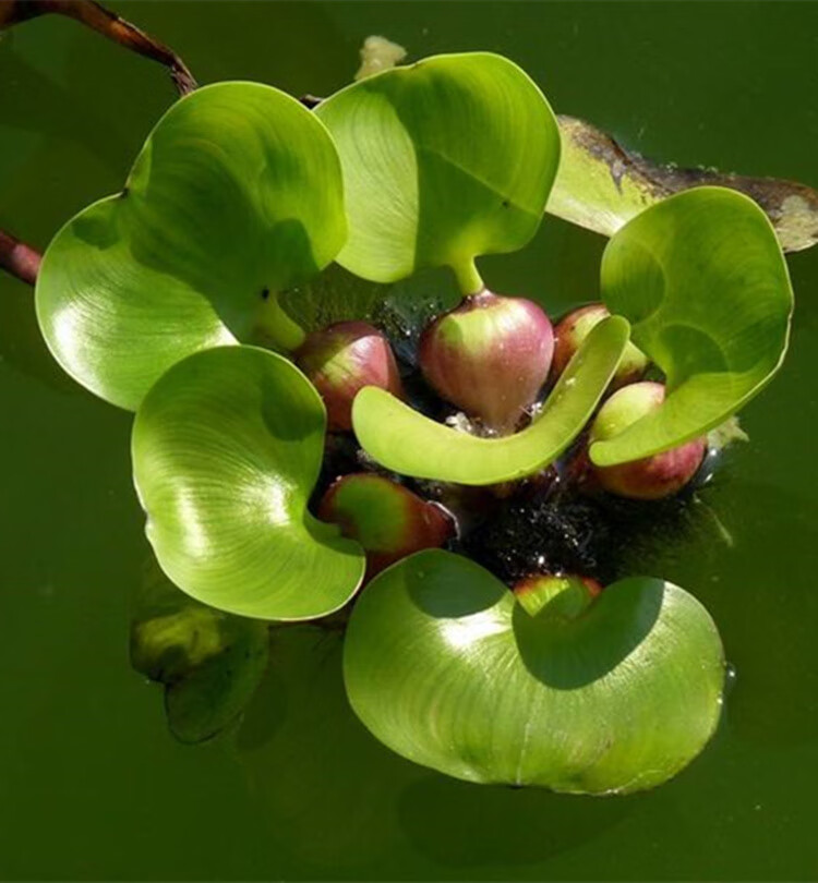 水芙蓉植物浮萍水葫芦水生水养水浮莲苗水培鱼缸水草水面漂浮花卉 水