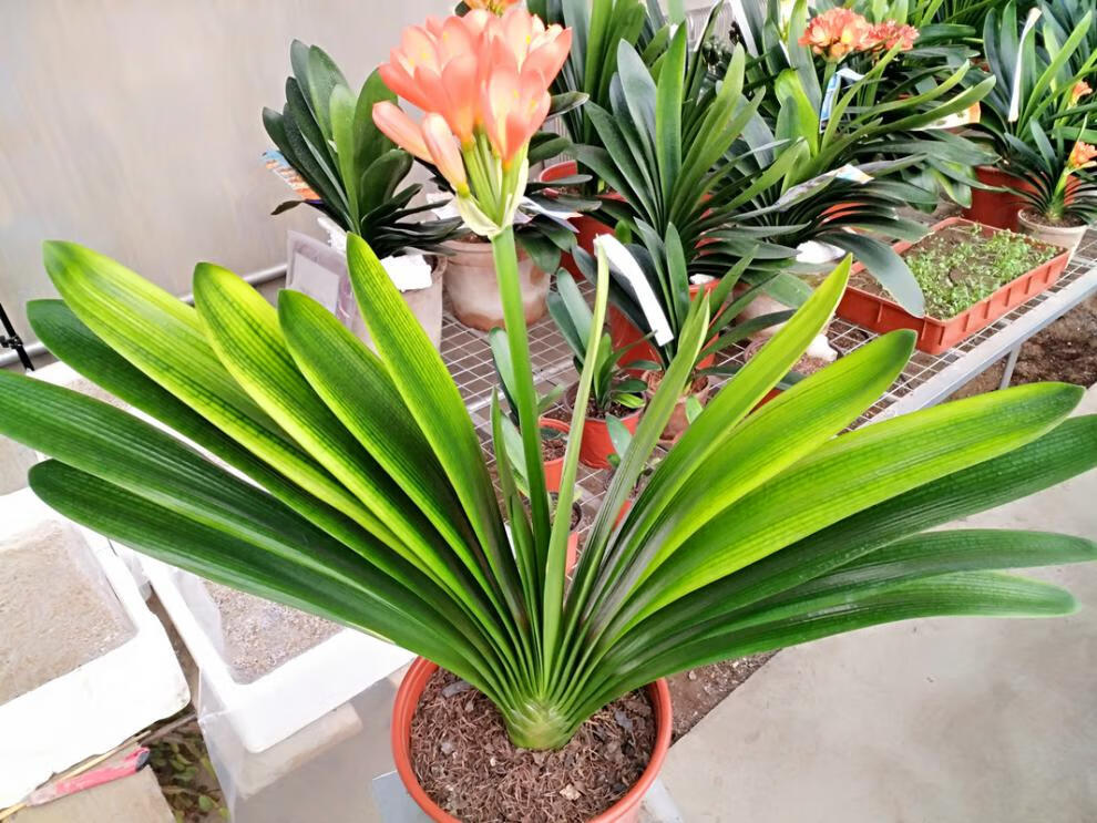 长春君子兰蜡膜金凤凰室内绿植盆栽花卉4年蜡膜金凤凰裸根不带土