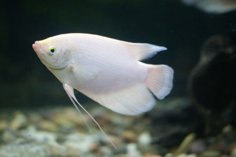 热带观赏鱼活体黑眼红眼鱼战船鱼大中型淡水鱼古代战舰风水鱼 9-11cm