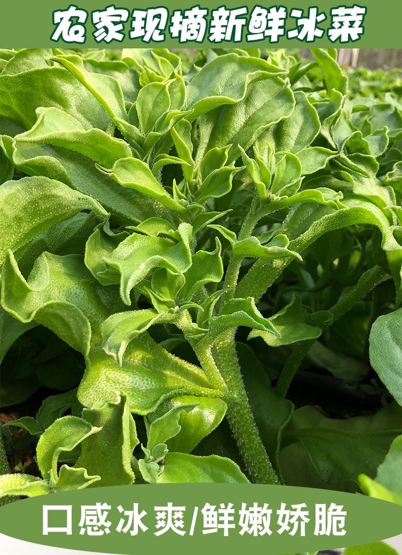 山东新鲜冰菜冰草农家新鲜蔬菜火锅菜沙拉菜冰叶2斤冰菜酱泡沫箱
