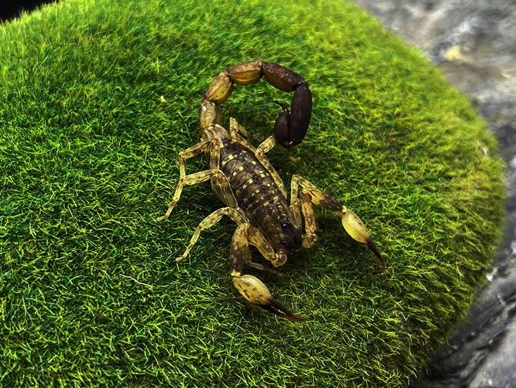 海南双针蝎 5厘米左右成体新手宠物蝎子活体雨林蝎国产经典套装 朴彩