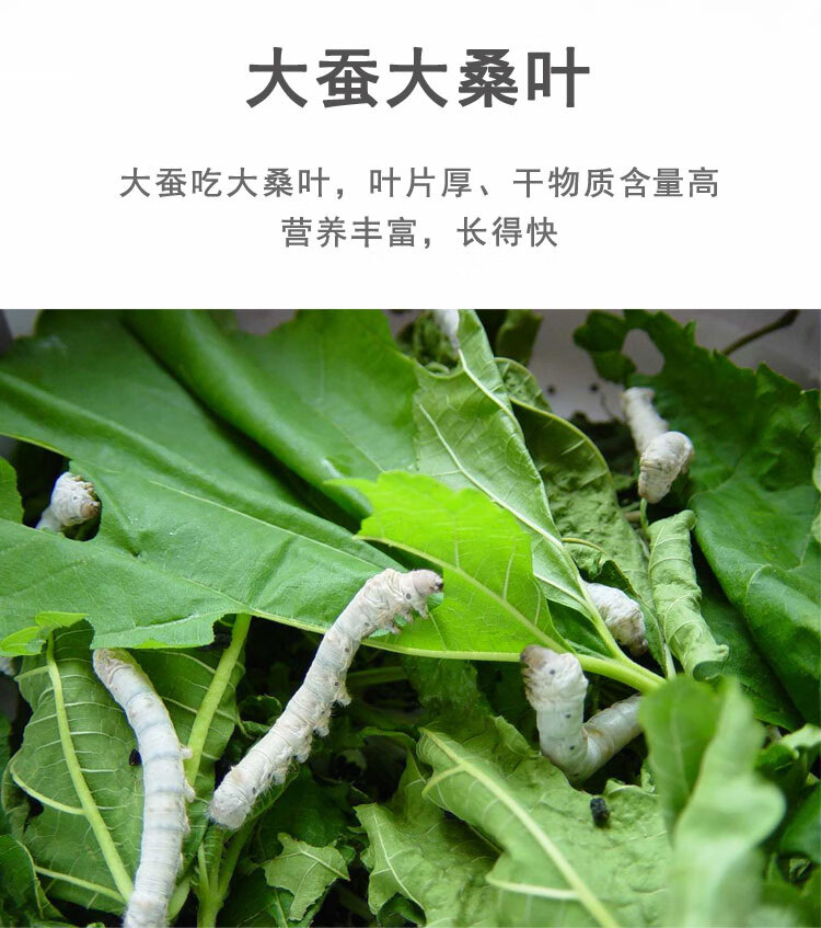 顺丰发货新鲜桑叶蚕宝宝桑叶喂蚕桑叶食物活体学生养蚕套装蚕卵天然