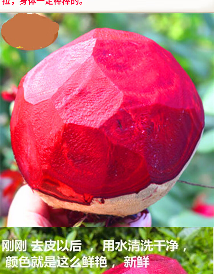 甜菜根种籽 荷兰紫菜红菜头种子 红甜菜紫菜头大面积庭院四季 荷兰