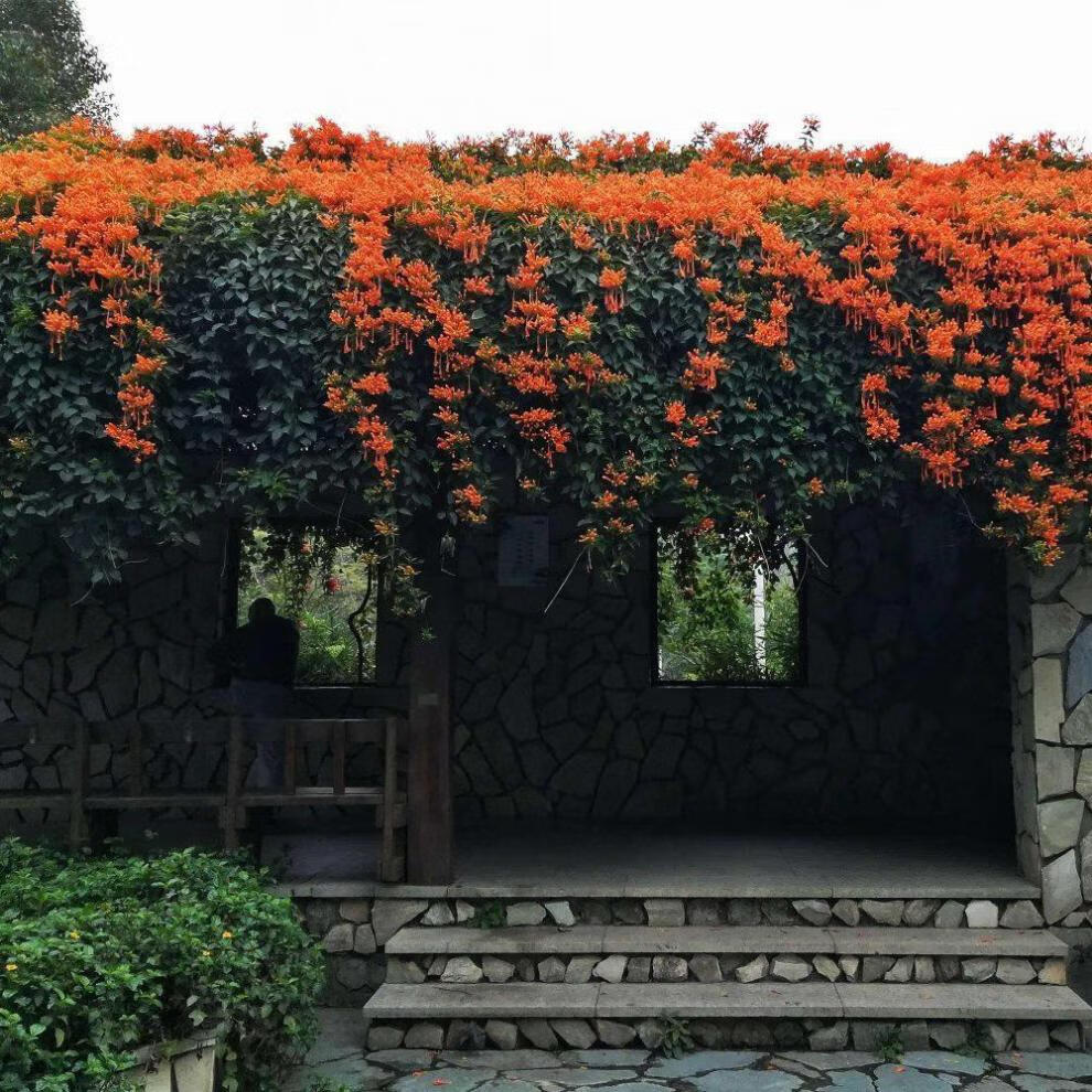 炮仗花苗爬藤花卉凌霄四季开花绿植攀援庭院围墙老藤垂吊秋颖a红色三