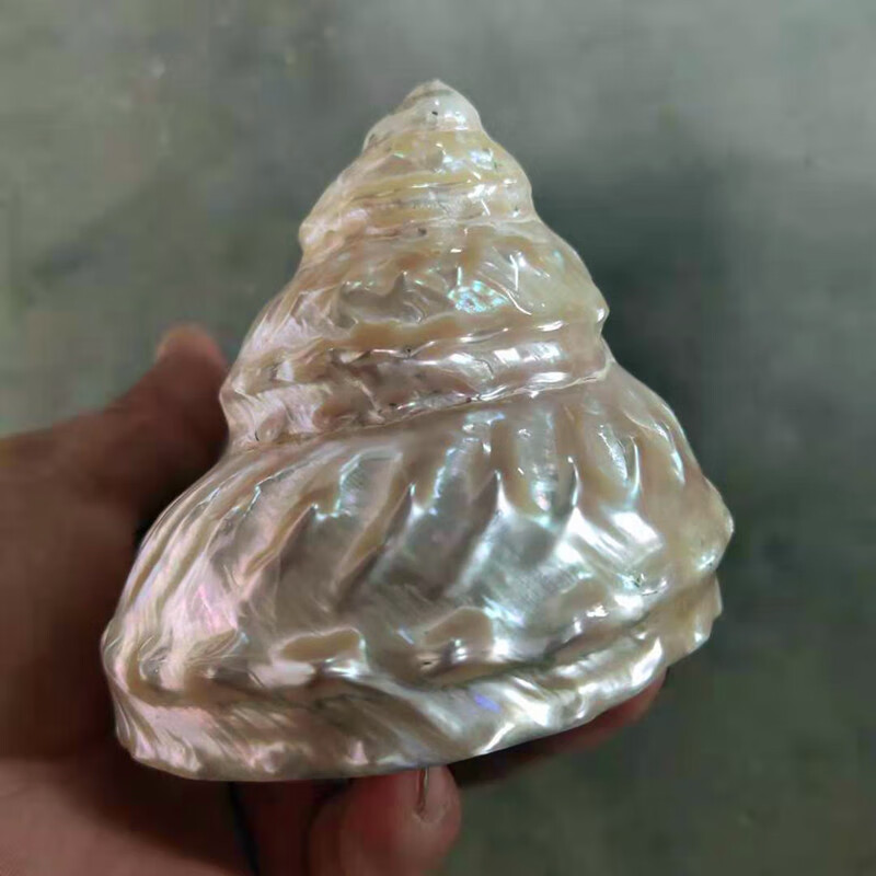 世界上最大的海螺珍珠图片