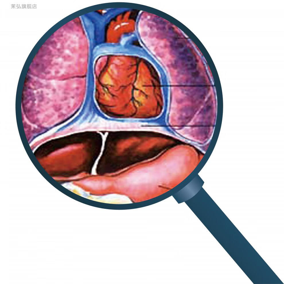 解剖示意圖醫學宣傳掛圖人體器官心臟結構圖醫院海報心血液循環門靜脈