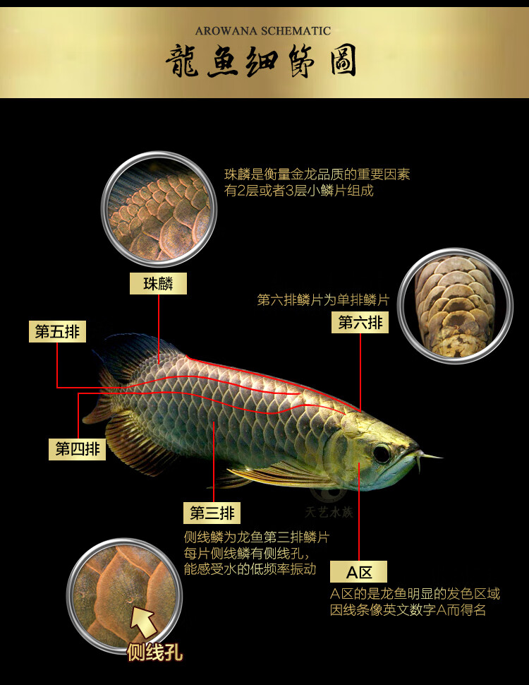 银龙鱼价格价格表图片