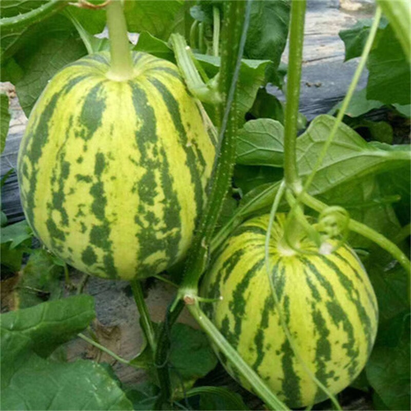 新鲜花玉甜瓜花姑娘精品大香瓜脆甜多汁应季时令孕妇水果花蕾绿宝甜瓜