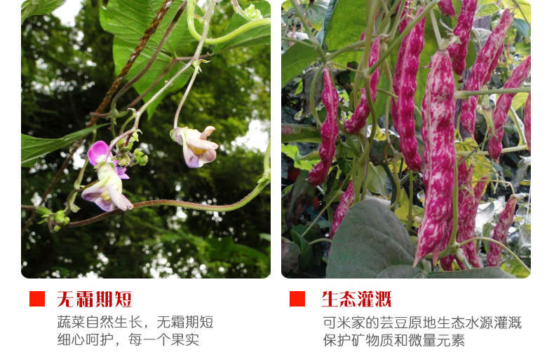 云南雀蛋豆新货奶花豆花生豆农家自种四季豆米红花豆大芸豆类批发精选