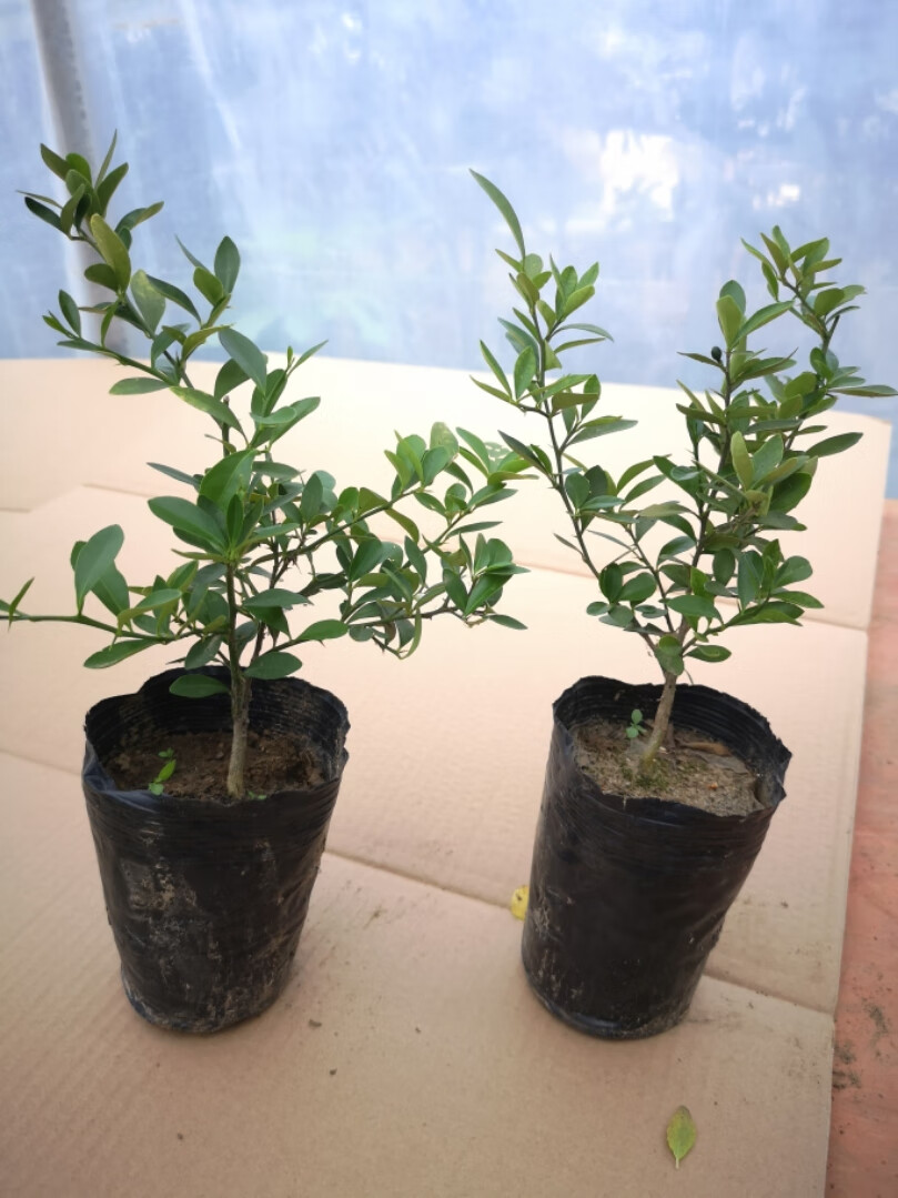 园艺金豆苗金豆盆景苗杯苗已成活的金豆苗金豆杯苗精选苗2棵带盆栽好