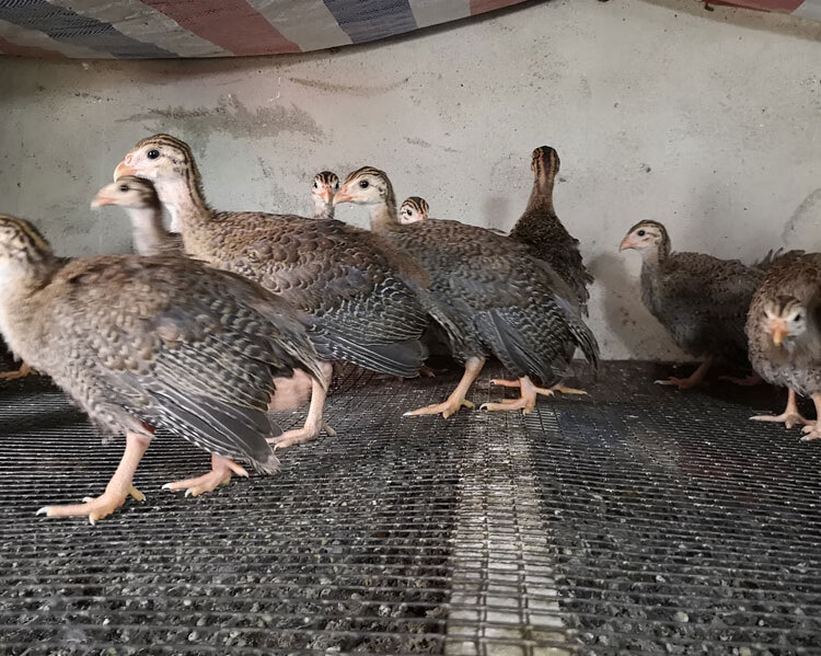 半斤珍珠鸡苗小鸡活体真珠鸡苗肉鸡蛋鸡土鸡会飞活苗脱温苗观赏鸡