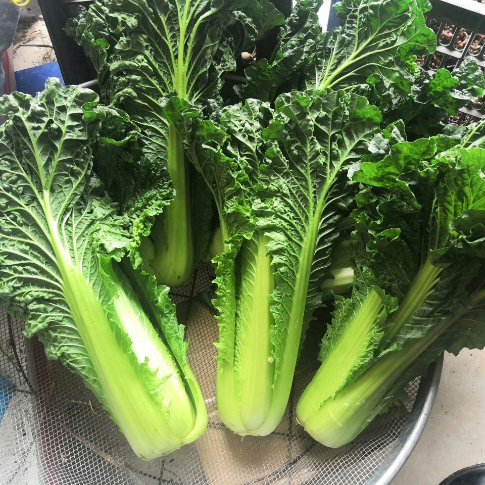 贵州农家自种白菜青口白大白菜菜苔口感甘甜新鲜蔬菜清脆5斤5斤路