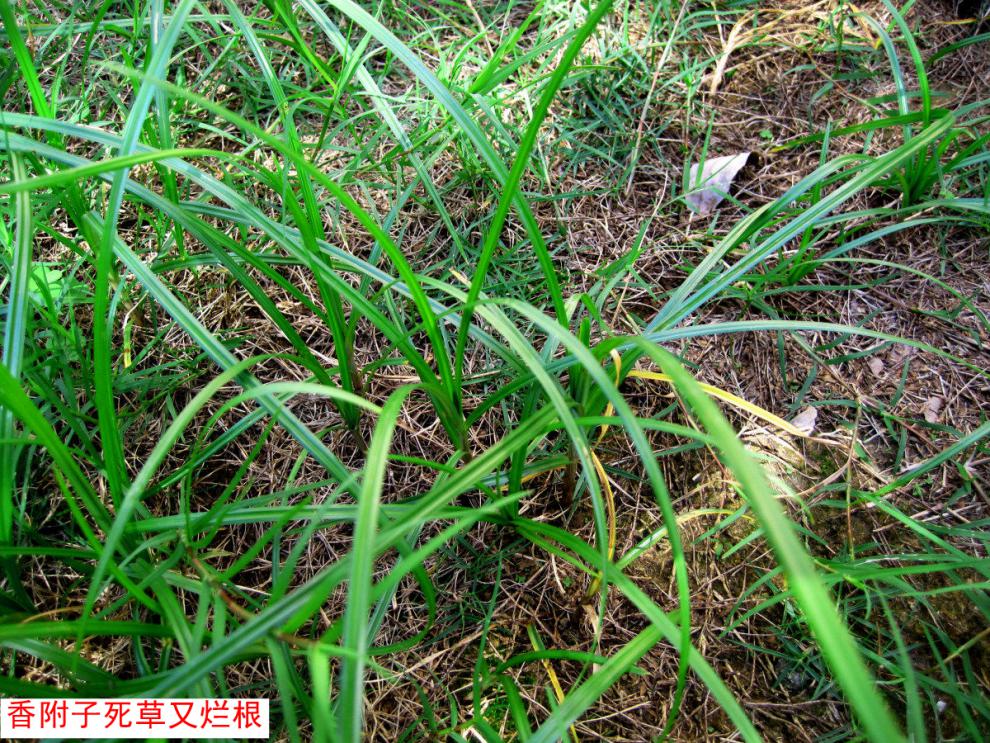 国光莎能 12%氯吡嘧磺隆一年生阔叶杂草及莎草科香附子杂草除草剂 3g