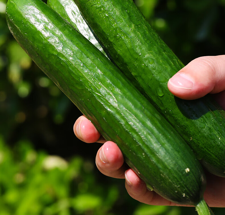 新鮮即食水果黃瓜當季山東小青瓜5斤整箱生吃蔬菜現摘1斤