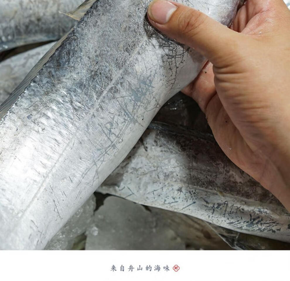 小眼整条整箱东海刀鱼特级大海鲜特产鲜活新鲜水产油带鱼