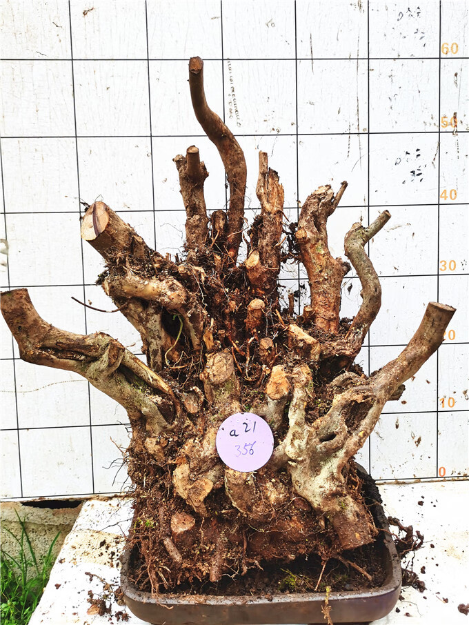 映山红树桩盆景疙瘩小老桩杜鹃花盆栽桌面小盆景山桩阳台花卉 酒红色