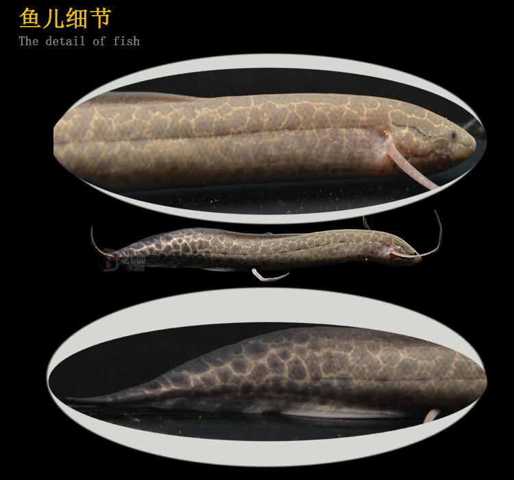 萌萌哒维多利亚肺鱼非洲肺鱼肺鱼星点肺侏儒肺龙虎配鱼观赏鱼活体淡水