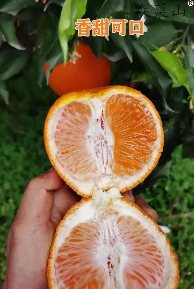 四川青见柑橘水果皇后桔橘子青见果冻橘新鲜现摘特大果85mm5斤整箱