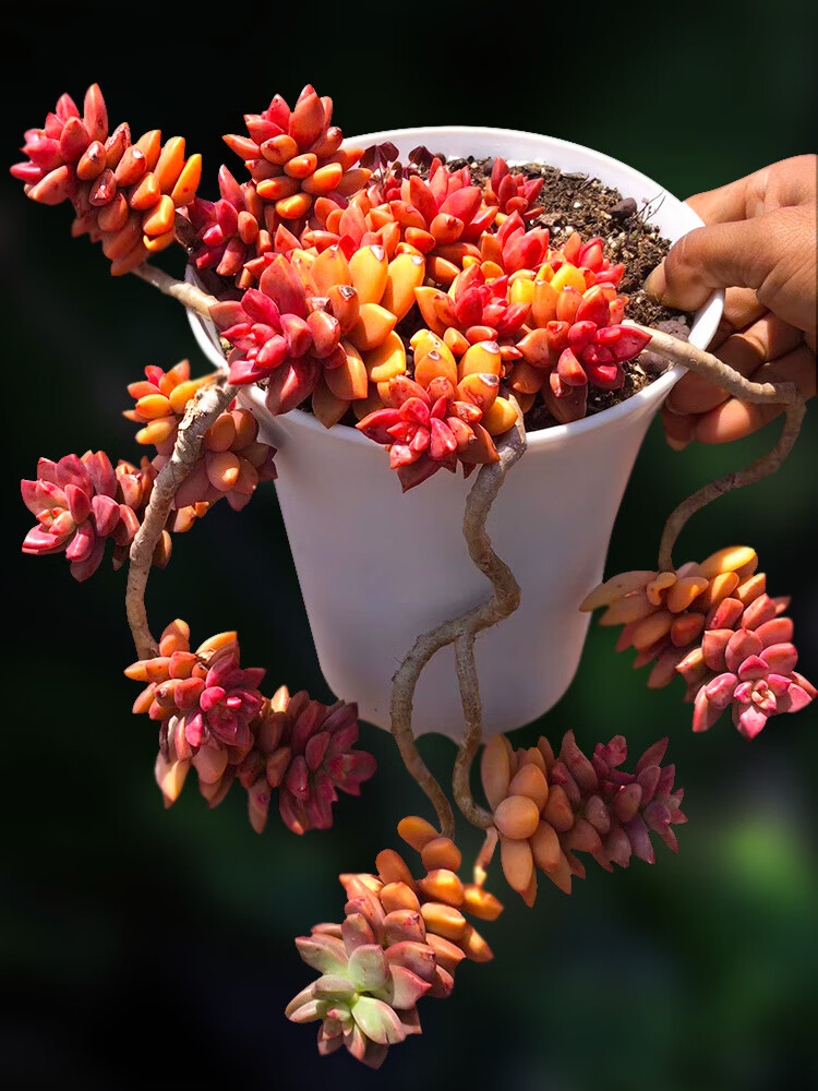 姬胧月向阳派多肉园艺好养好度夏顽强多肉植物老桩悬崖 637号姬胧月