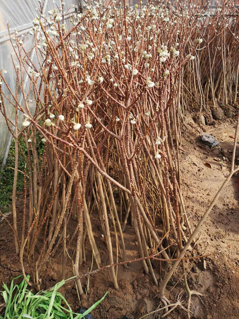 园艺结香花苗梦花树打结花梦冬花浓香花卉庭院植物盆栽六年苗开花多不