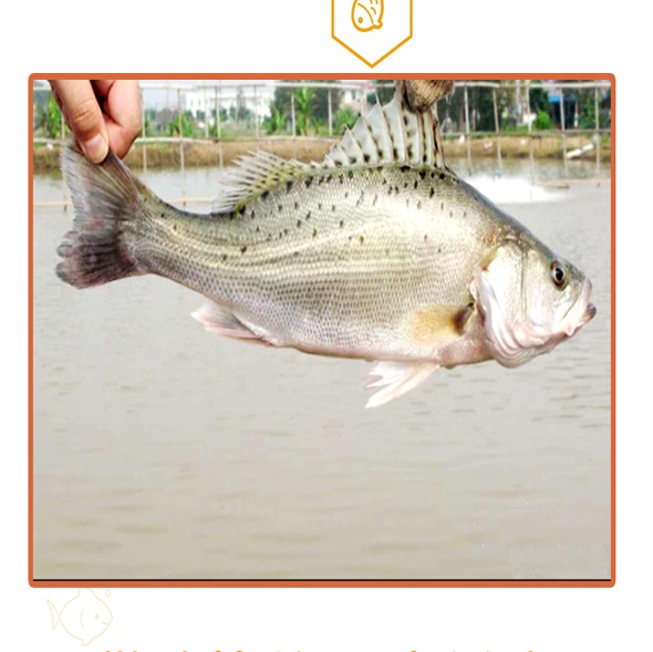 鲈鱼鲜活海鱼新鲜水产海鲜深海七星海鲈鱼深海花鲈鱼超大冰冻鲈鱼每条