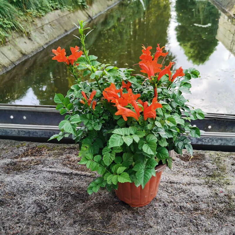 花姬凌霄花苗粉色爬藤植物小苗盆栽好养攀援花卉阳台藤本炮仗花喇叭花