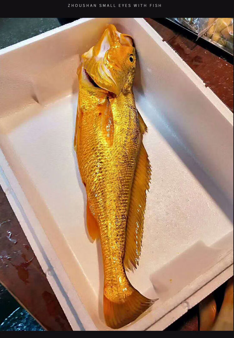 大黄鱼深海鱼海捕新鲜鱼生鲜海鲜冷冻批发大小鱼活鱼黄花鱼1条精品