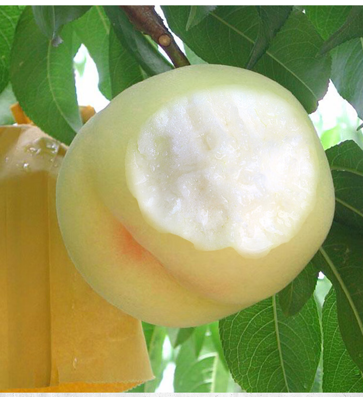 蒙阴大白桃山东水果新鲜桃子当季水果冬桃水蜜桃脆甜5斤顺丰酷果汇 5