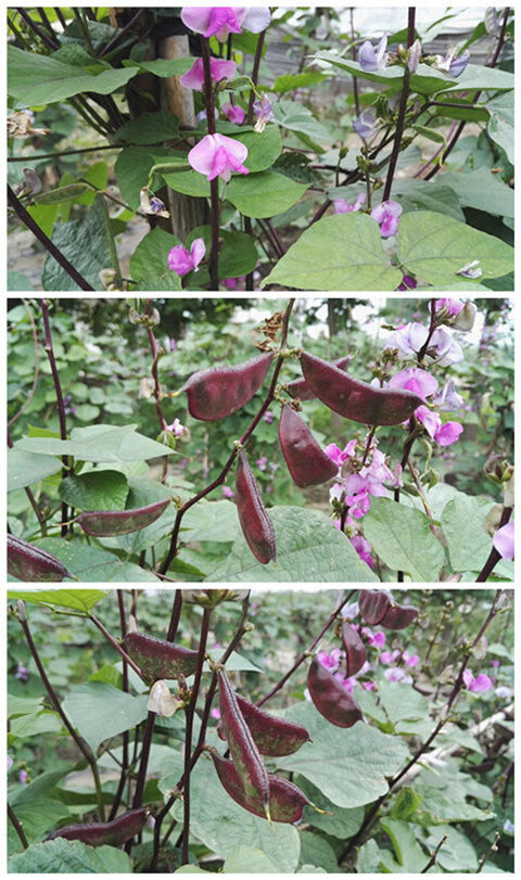 农家自种新鲜蔬菜露天红扁豆老品种紫扁豆扁豆荚扁豆角眉豆1-5斤 5斤